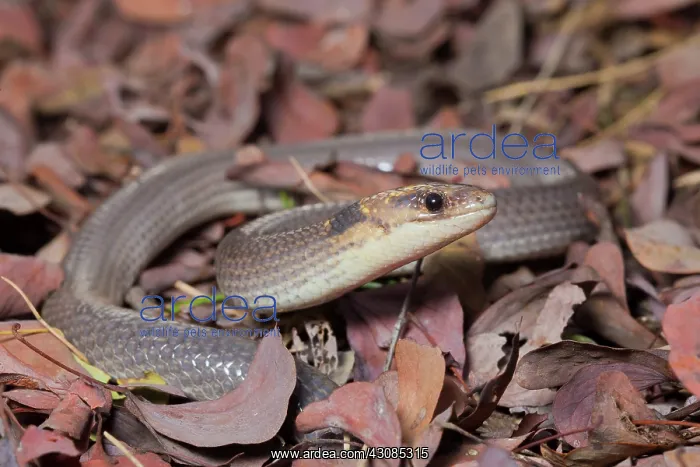 : Brigalow Scaly-Foot : Brigalow Scaly-Foot