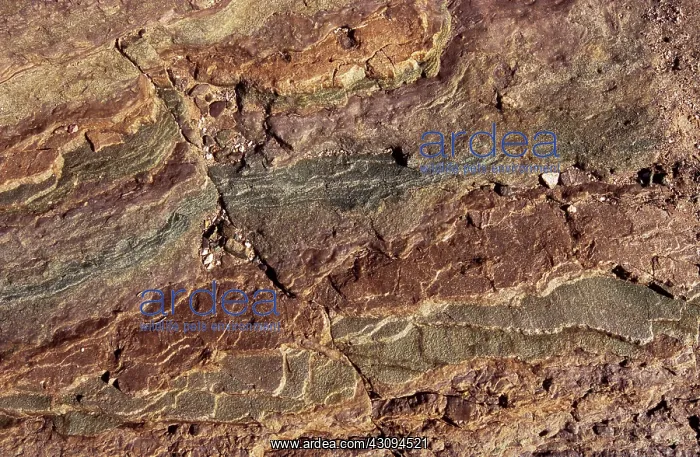 : Bright Angel Shale : Bright Angel Shale