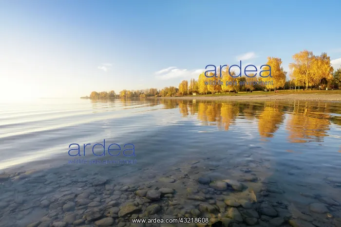 : Bright autumn leaves in the afternoon on the shore : Bright autumn leaves in the afternoon on the shore