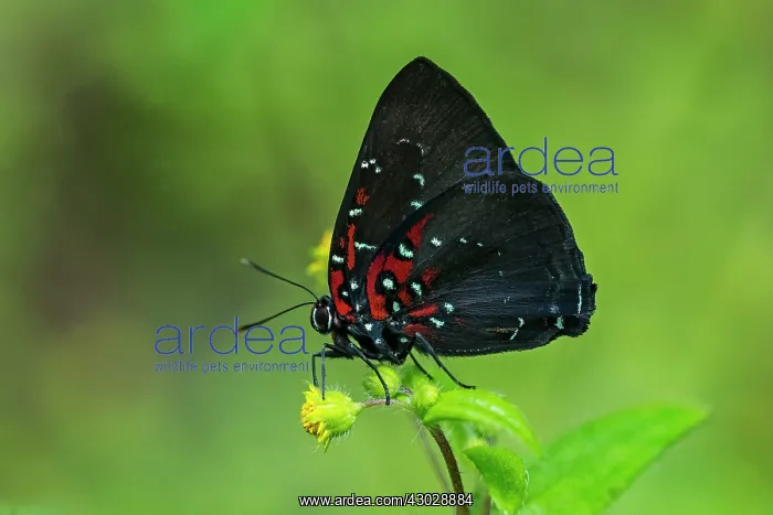 : Bright Brangas, butterfly, Lycaenidae, Las Tangaras : Bright Brangas, butterfly, Lycaenidae, Las Tangaras