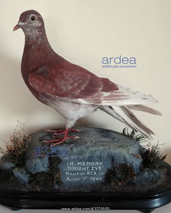 : Bright Eye racing pigeon killed by dog 1922 : Bright Eye racing pigeon killed by dog 1922