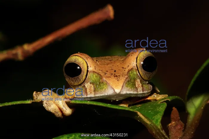 : Bright-eyed Frog : Bright-eyed Frog