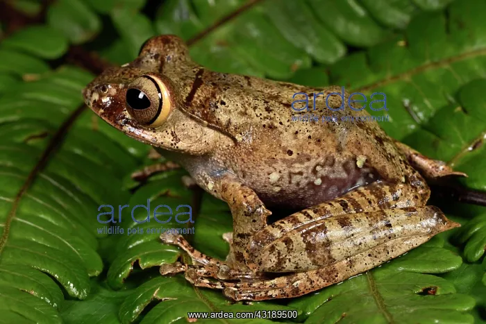 : Bright-eyed Frog (Boophis entingae), Andasibe, Perinet : Bright-eyed Frog (Boophis entingae), Andasibe, Perinet