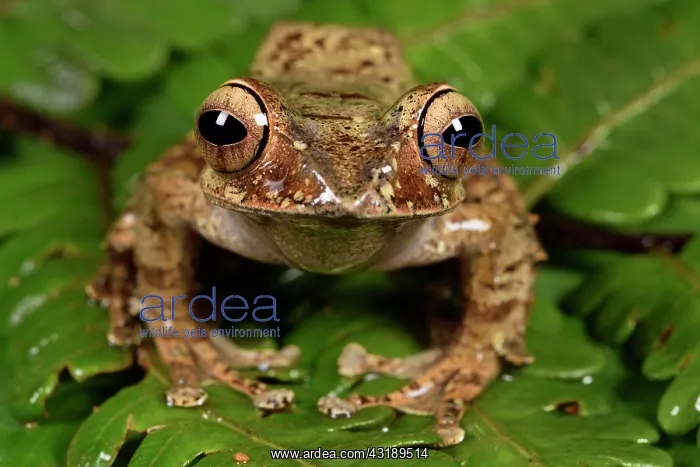 : Bright-eyed Frog (Boophis entingae), Andasibe, Perinet : Bright-eyed Frog (Boophis entingae), Andasibe, Perinet