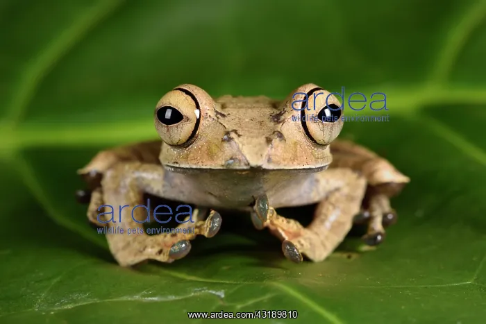 : Bright-eyed Frog (Boophis entingae), Andasibe, Perinet : Bright-eyed Frog (Boophis entingae), Andasibe, Perinet