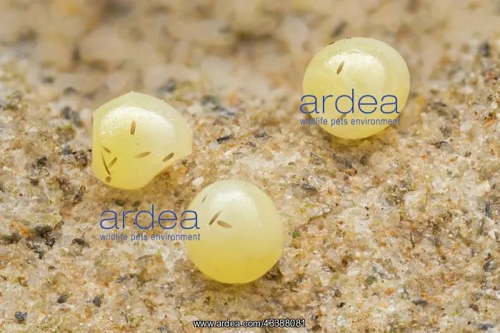 : Bright-eyed Ringlet (Erebia oeme) egg of butterf : Bright-eyed Ringlet (Erebia oeme) egg of butterf