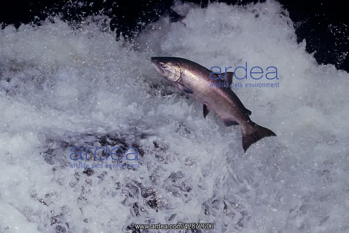: A bright (fresh from saltwater) Shinook Salmon : A bright (fresh from saltwater) Shinook Salmon