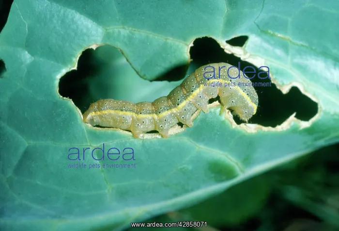 : Bright-line Brown-eye MOTH - Caterpillar stage : Bright-line Brown-eye MOTH - Caterpillar stage
