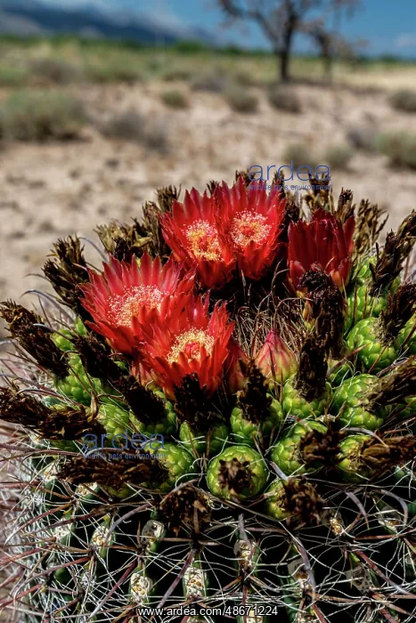 : Bright orange or red flowers of a barrel cactus in the : Bright orange or red flowers of a barrel cactus in the