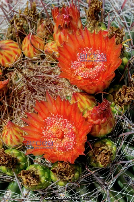 : Bright orange or red flowers of a barrel cactus in the : Bright orange or red flowers of a barrel cactus in the