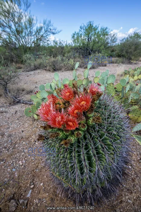 : Bright orange or red flowers of a barrel cactus in the : Bright orange or red flowers of a barrel cactus in the