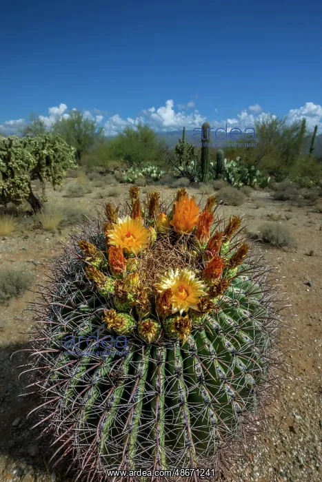 : Bright orange or red flowers of a barrel cactus in the : Bright orange or red flowers of a barrel cactus in the
