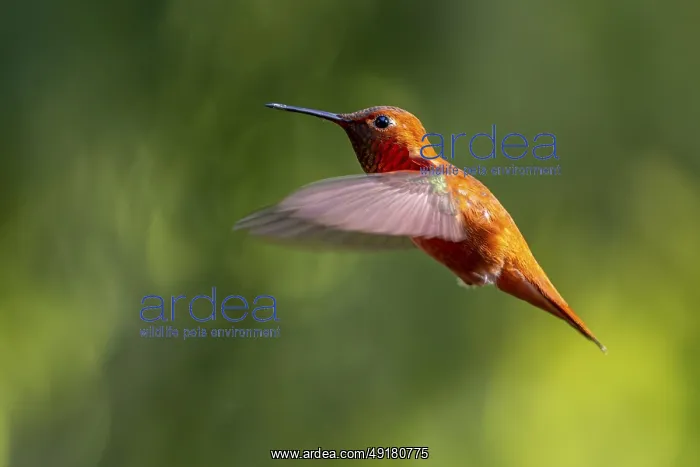 : A bright orange Rufous Hummingbird (Selasphorus rufus) hovering in mid-air : A bright orange Rufous Hummingbird (Selasphorus rufus) hovering in mid-air