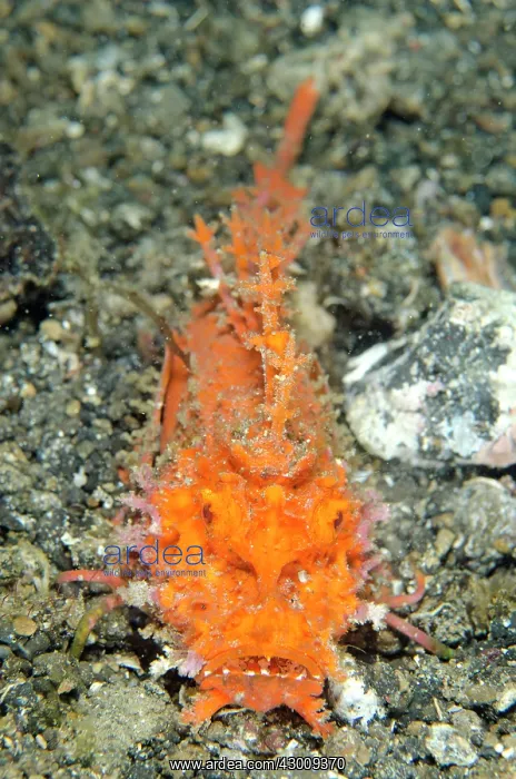 : Bright orange Spiny Devilfish walking on black sand : Bright orange Spiny Devilfish walking on black sand