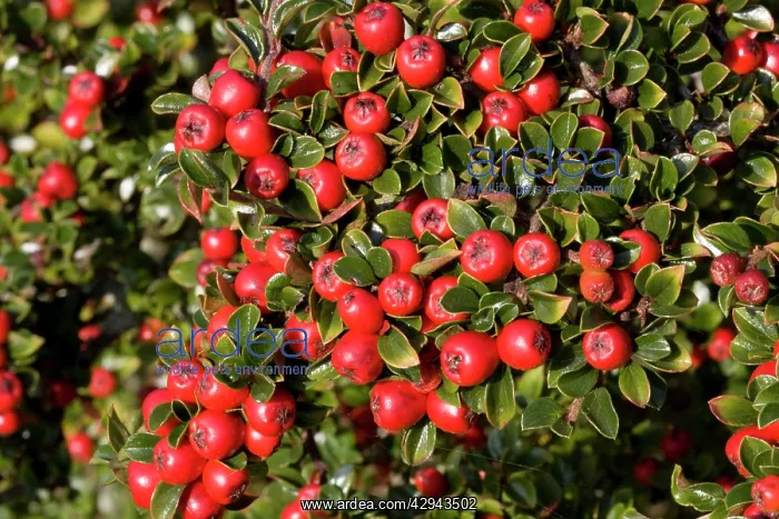 : Bright red berries on Cotoneaster shrub : Bright red berries on Cotoneaster shrub