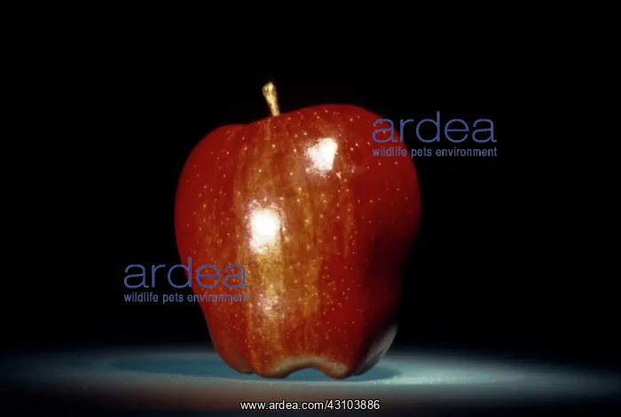 : Apple. Bright Red Delicious apple : Apple. Bright Red Delicious apple