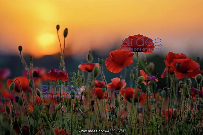 : Bright red poppies in a field at sunset with a calming : Bright red poppies in a field at sunset with a calming