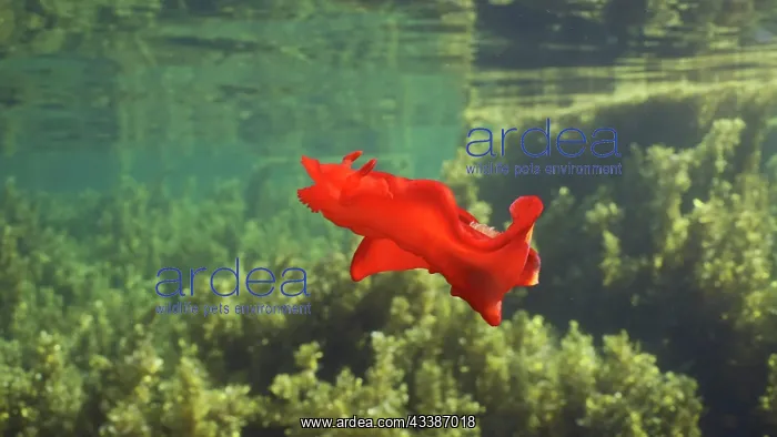 : Bright red sea slug dancing swims over thickets : Bright red sea slug dancing swims over thickets