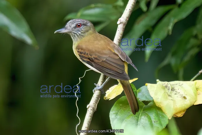 : Bright-rumped attila or Polymorphic attila, Attila : Bright-rumped attila or Polymorphic attila, Attila