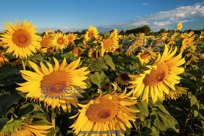  : Bright sunflowers near Saint Remy do-Provence