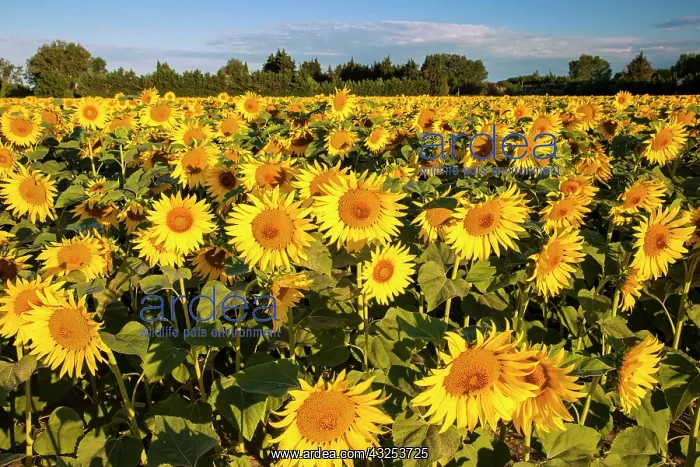 : Bright sunflowers near Saint Remy do-Provence : Bright sunflowers near Saint Remy do-Provence