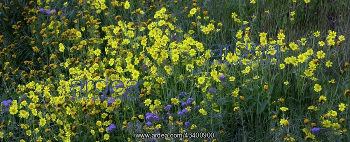 : Bright wildflowers cover the hillsides of the California : Bright wildflowers cover the hillsides of the California