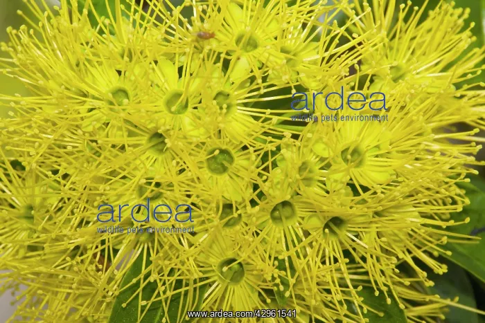: Bright yellow flowers of a Golden Penda tree - : Bright yellow flowers of a Golden Penda tree -