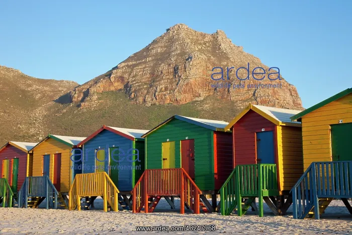 : Brightly colored beach huts at Sunrise Beach : Brightly colored beach huts at Sunrise Beach