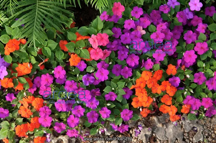 : Brightly coloured flowers at Tian in Chiang Mai : Brightly coloured flowers at Tian in Chiang Mai