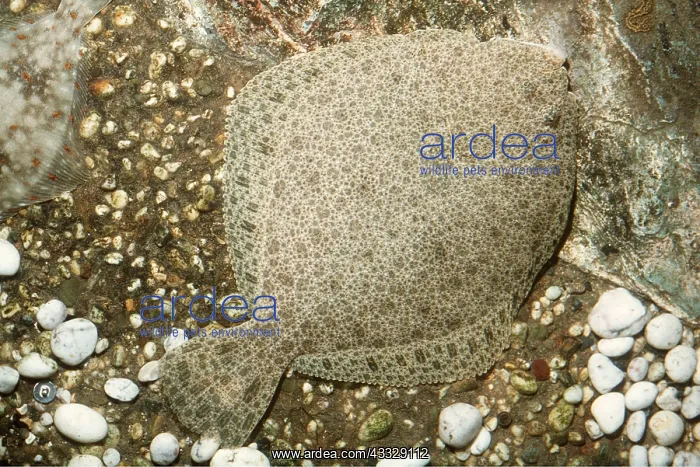 : BRILL - camoflagued against sea bed : BRILL - camoflagued against sea bed