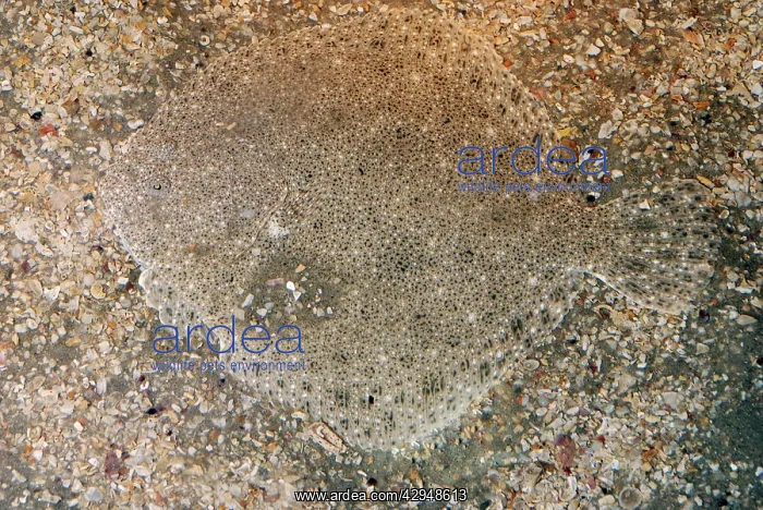: Brill - Colour matches the sea bed and the fish : Brill - Colour matches the sea bed and the fish