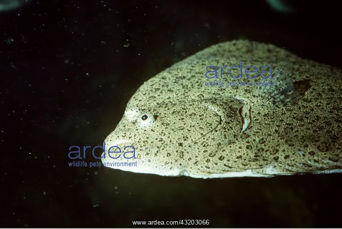 : BRILL FISH : BRILL FISH