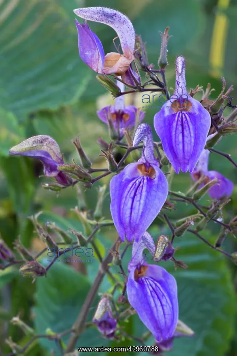 : Brillantaisia nitens : Brillantaisia nitens