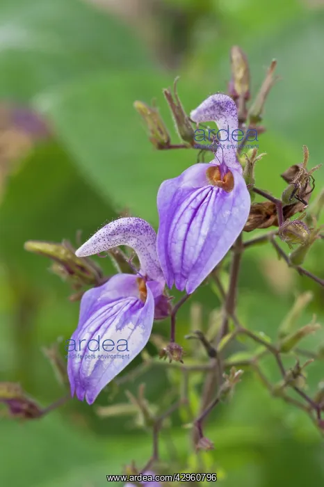 : Brillantaisia nitens : Brillantaisia nitens