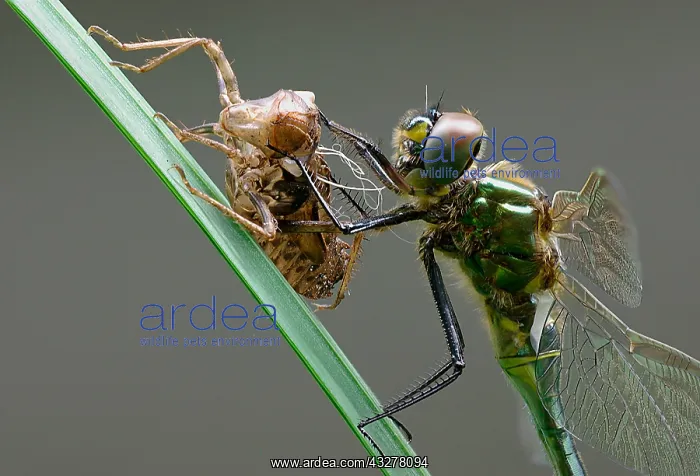 : Brilliant Emerald (Somatochlora metallica) afte : Brilliant Emerald (Somatochlora metallica) afte