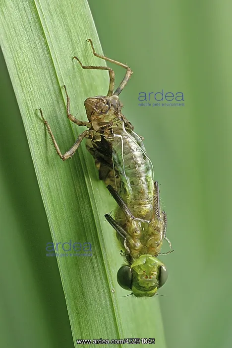 : Brilliant Emerald (Somatochlora metallica) duri : Brilliant Emerald (Somatochlora metallica) duri