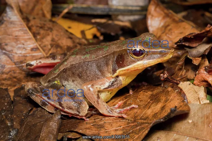 : Brilliant Forest Frog : Brilliant Forest Frog