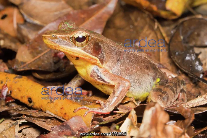 : Brilliant Forest Frog : Brilliant Forest Frog