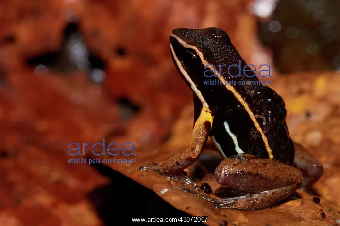 : Brilliant-thighed Poison-frog or Brilliant-thighed : Brilliant-thighed Poison-frog or Brilliant-thighed