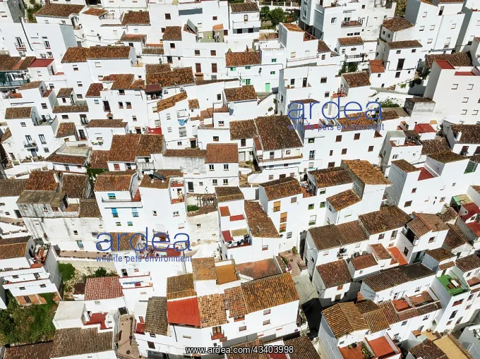 : The brilliant White Town of Casares clings to a : The brilliant White Town of Casares clings to a