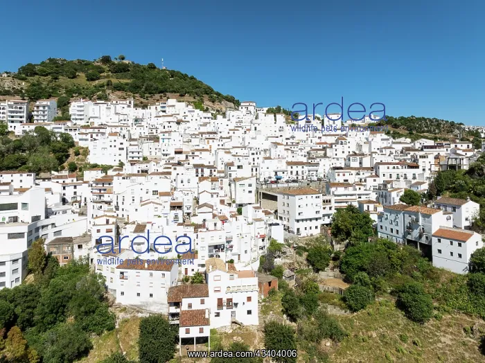 : The brilliant White Town of Casares clings to a : The brilliant White Town of Casares clings to a
