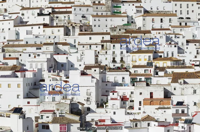 : Brilliantly whitewashed houses in Alcala de los Gazules : Brilliantly whitewashed houses in Alcala de los Gazules
