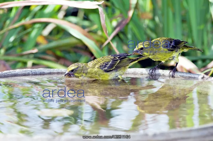 : Brimstone / Bully Canary - drinking at birdbath : Brimstone / Bully Canary - drinking at birdbath