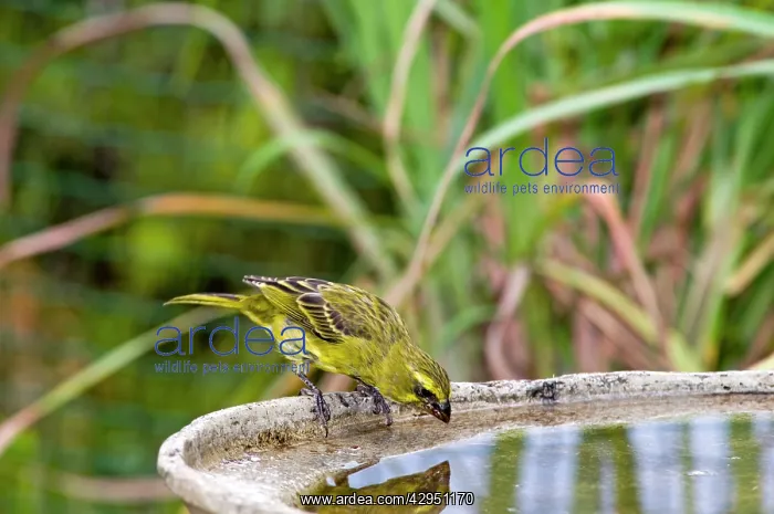 : Brimstone / Bully Canary - drinking at birdbath : Brimstone / Bully Canary - drinking at birdbath