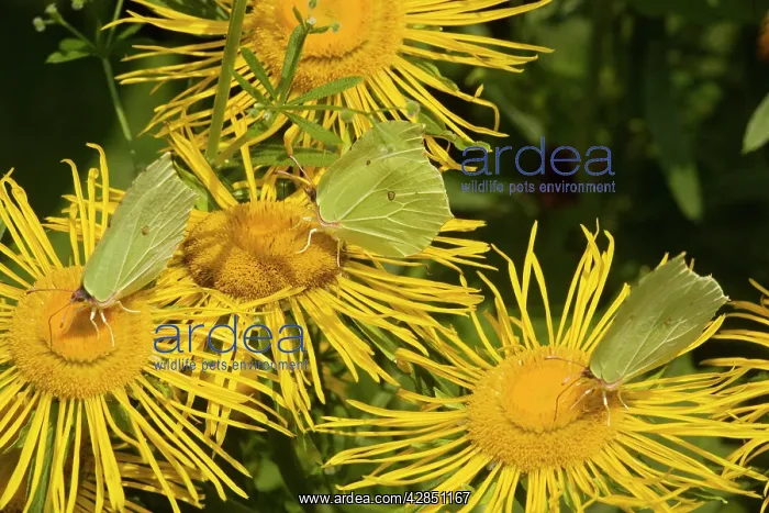 : Brimstone Butterflies - on flower (Telekia speciosa) : Brimstone Butterflies - on flower (Telekia speciosa)