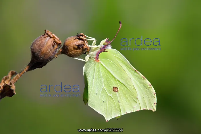 : Brimstone Butterfly : Brimstone Butterfly