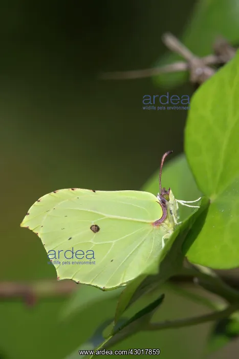 : Brimstone Butterfly : Brimstone Butterfly