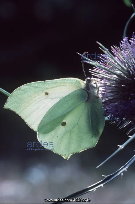 : BRIMSTONE BUTTERFLY : BRIMSTONE BUTTERFLY