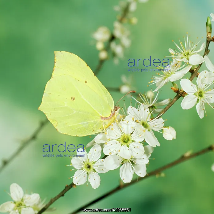 : BRIMSTONE BUTTERFLY - on blossom, side view : BRIMSTONE BUTTERFLY - on blossom, side view