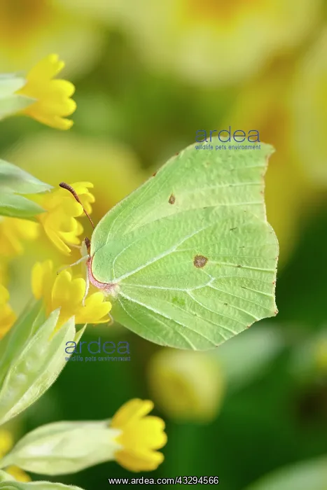 : Brimstone Butterfly - on Cowslip flowers : Brimstone Butterfly - on Cowslip flowers